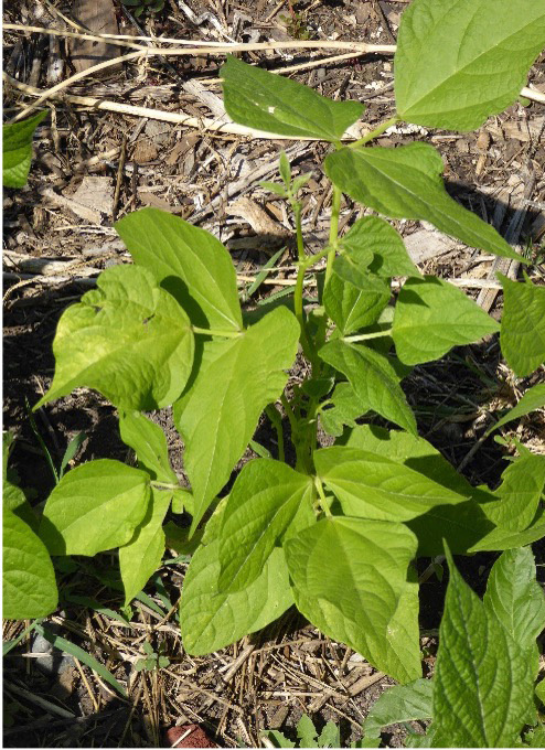 Lighter green leaves on a bean plant are a sign of nitrogen deficiency.