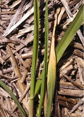 A wheat stem shows yellowing in a "V" shape starting from the tip of an outer leaf.