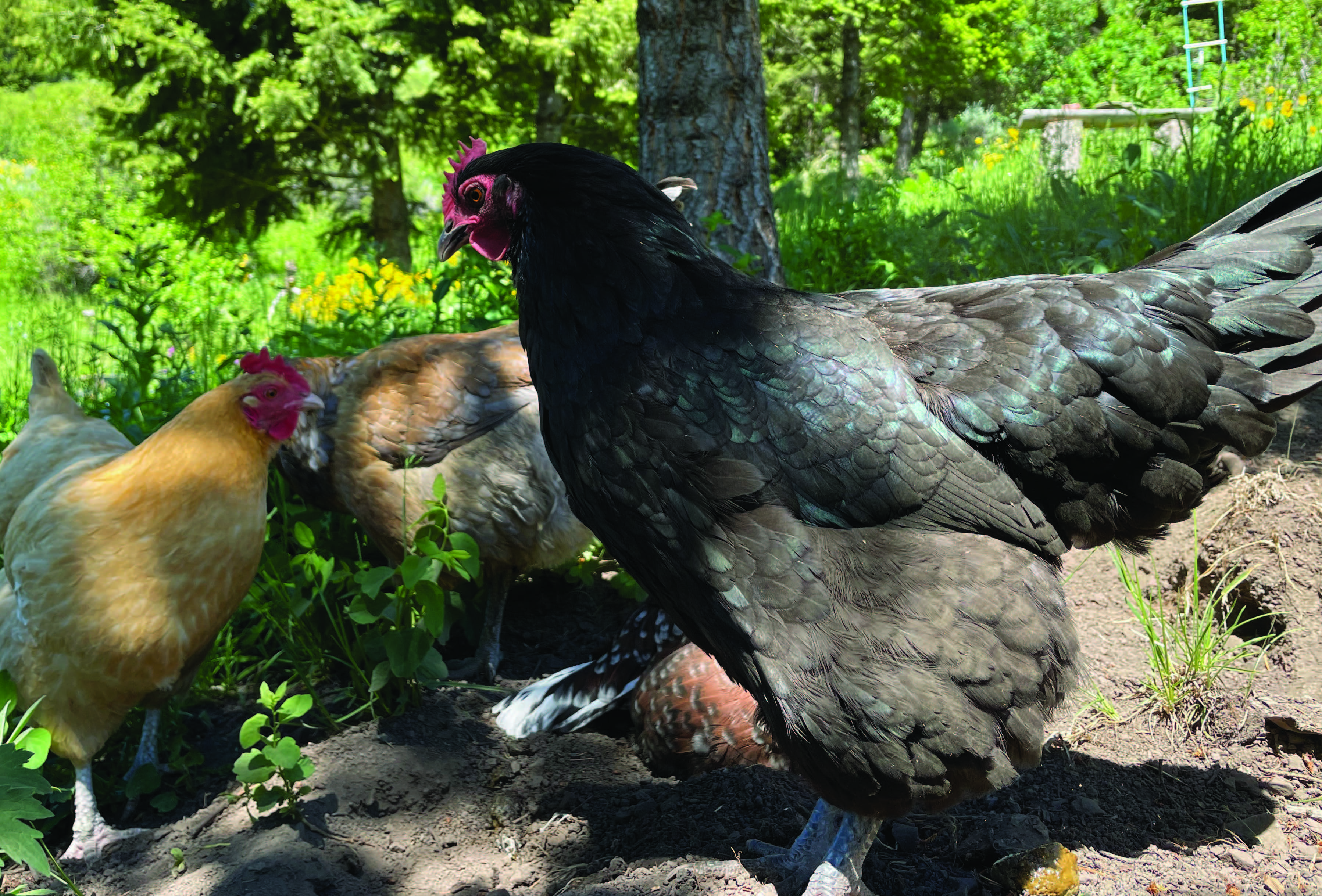 a black chicken and some yellow chickens walking around