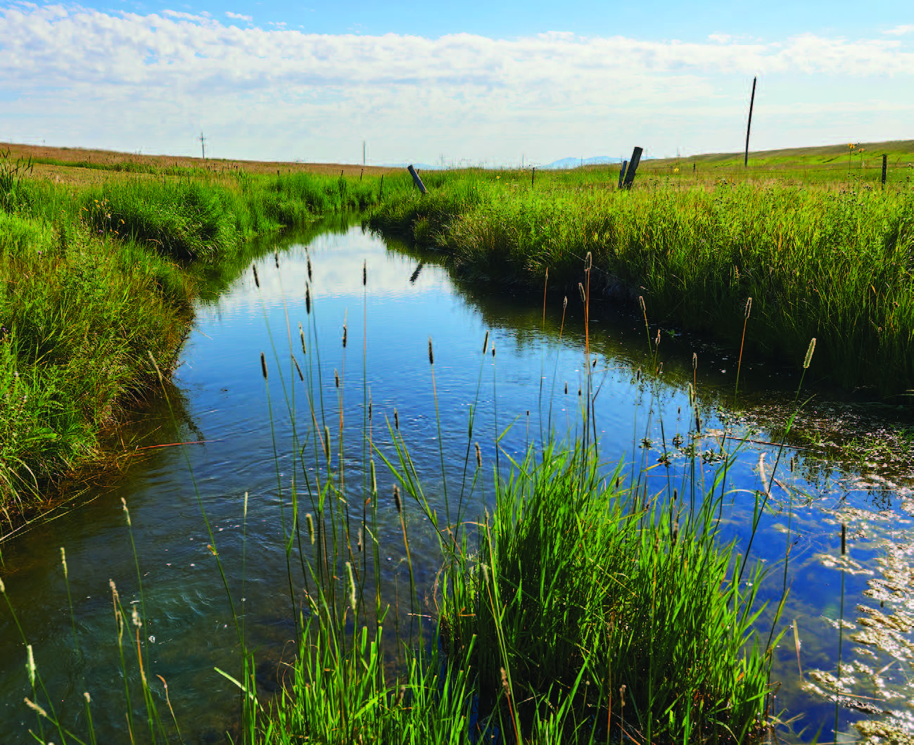 blue water running through a grassy ditch