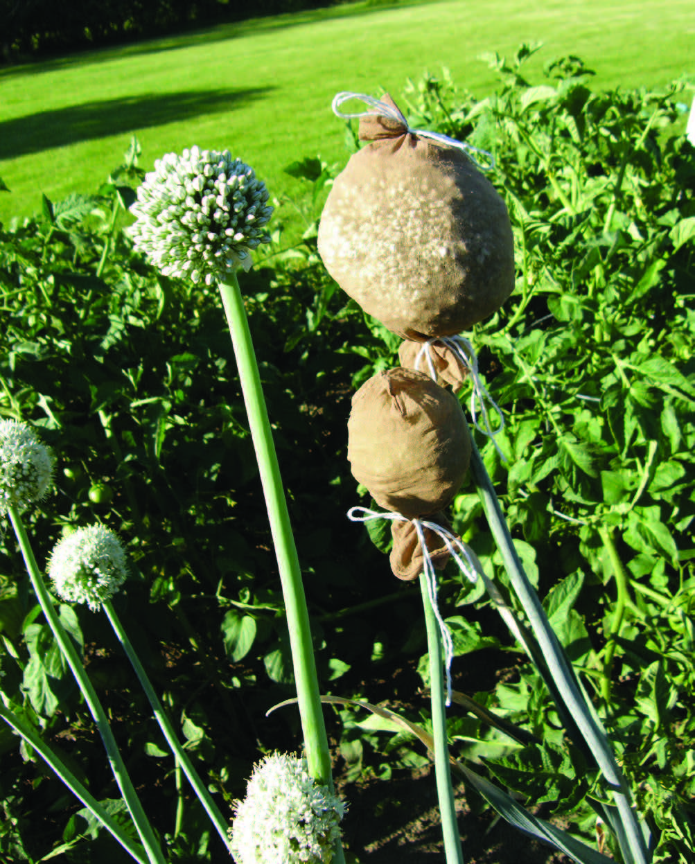 a dill head wrapped to catch the seeds