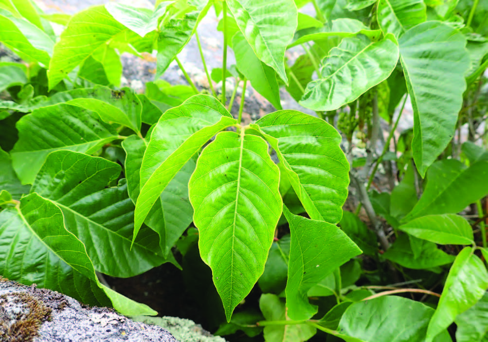 the three leaves of a poison ivy plant