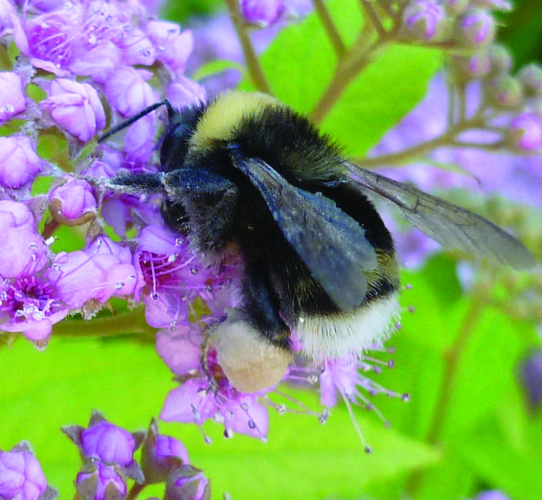 a western bumble bee on top of a purple flower