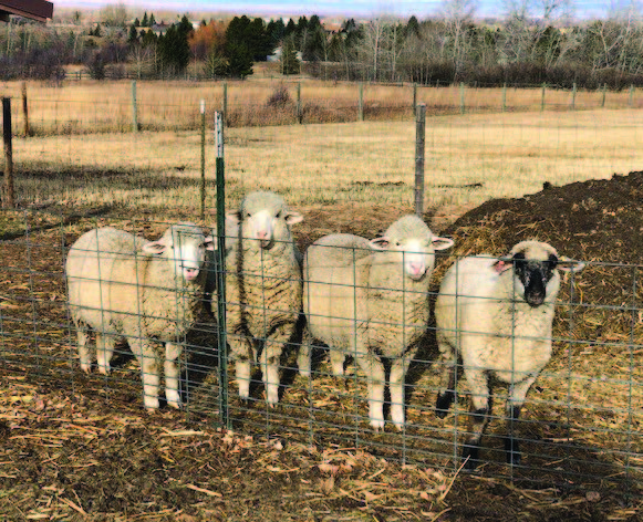 sheep looking out through a fence