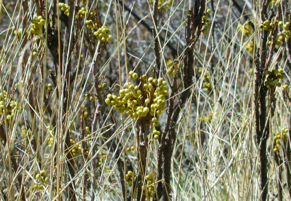 poison ivy plant after the leaves have fallen