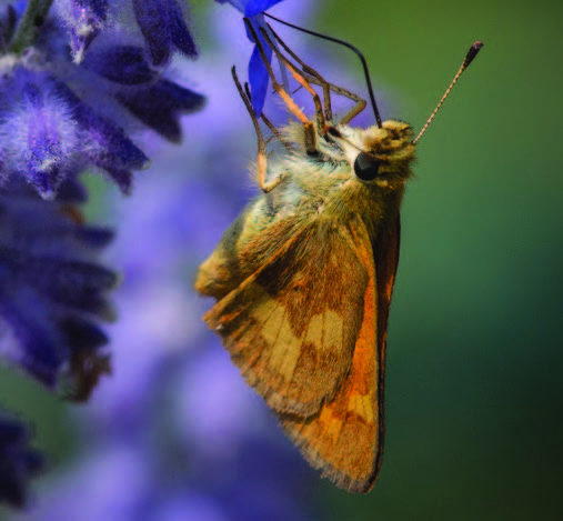 a woodland skipper on top of a purple flower
