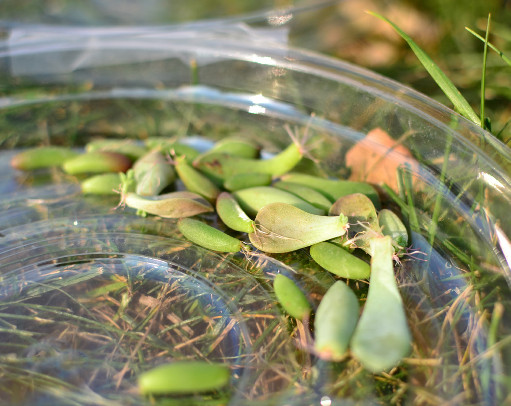 small leaves from succulents used to propagate