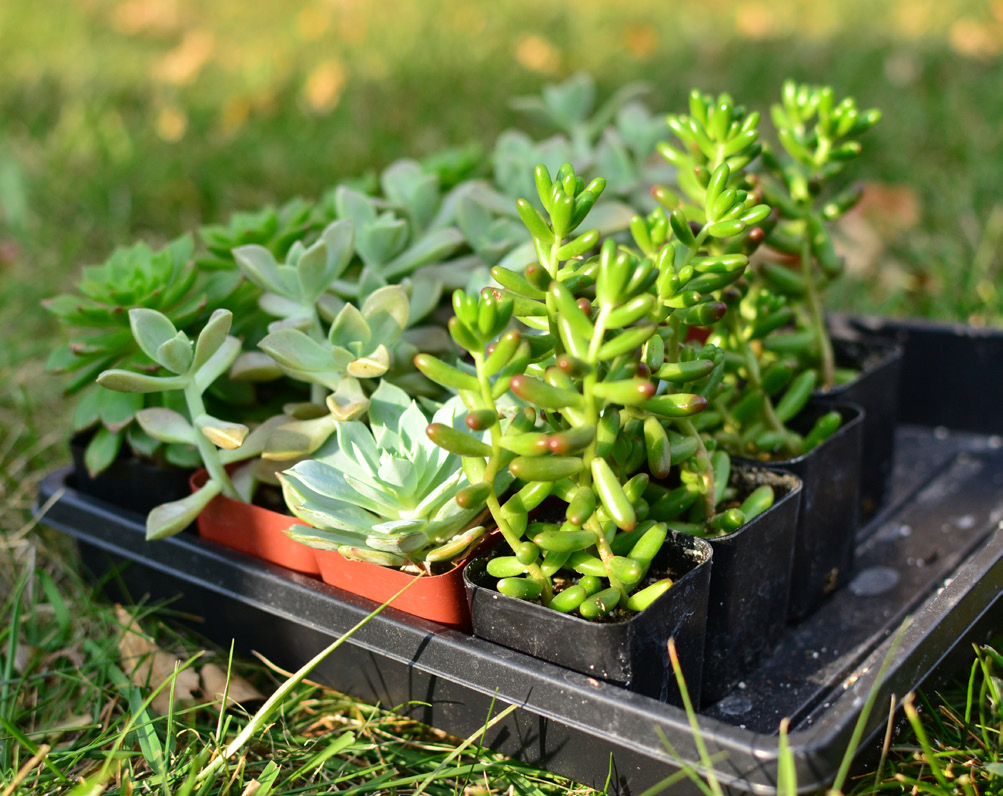 various succulents planted in small pots