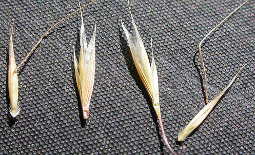 head of a ventenata seed