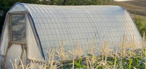 A high tunnel made of hog wire fencing and plastic sheeting.