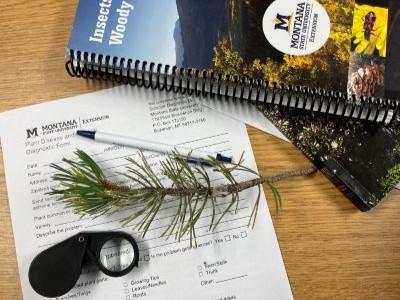 Plant Clinic article feature image A small segment of tree branch sits atop a plant diagnostic form. A small magnifying glass and a plant ID book are also in the picture
