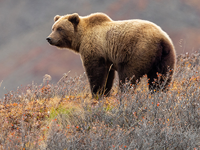 Bear Country article header image A grizzly bear stands in some brush on a hill.