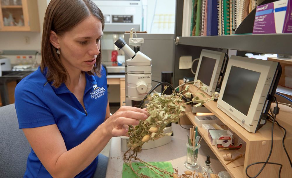 Researcher examining a plant specimen at a laboratory workstation equipped with a microscope and monitoring equipment.