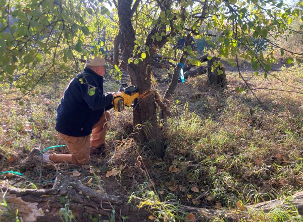 A man cuts down sections of a medium-sized tree with a chainsaw.