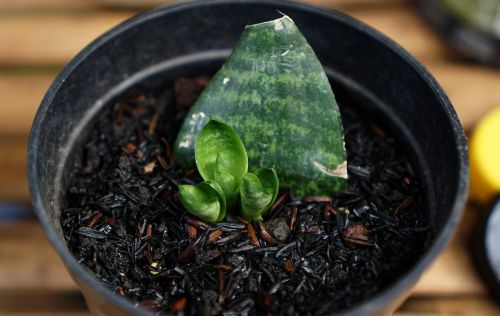 A large leaf is partially buried in a soilless potting mixture. Directly beside the large leaf are three small shoots that look like new leaves unfurling.