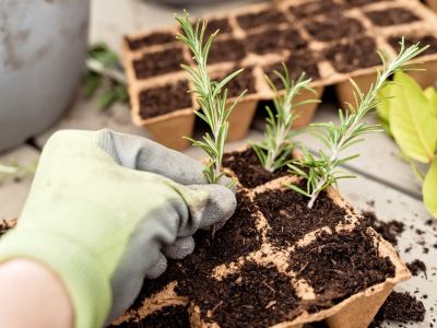 A gloved hand inserts the woody end of a rosemary branch into a seed tray.