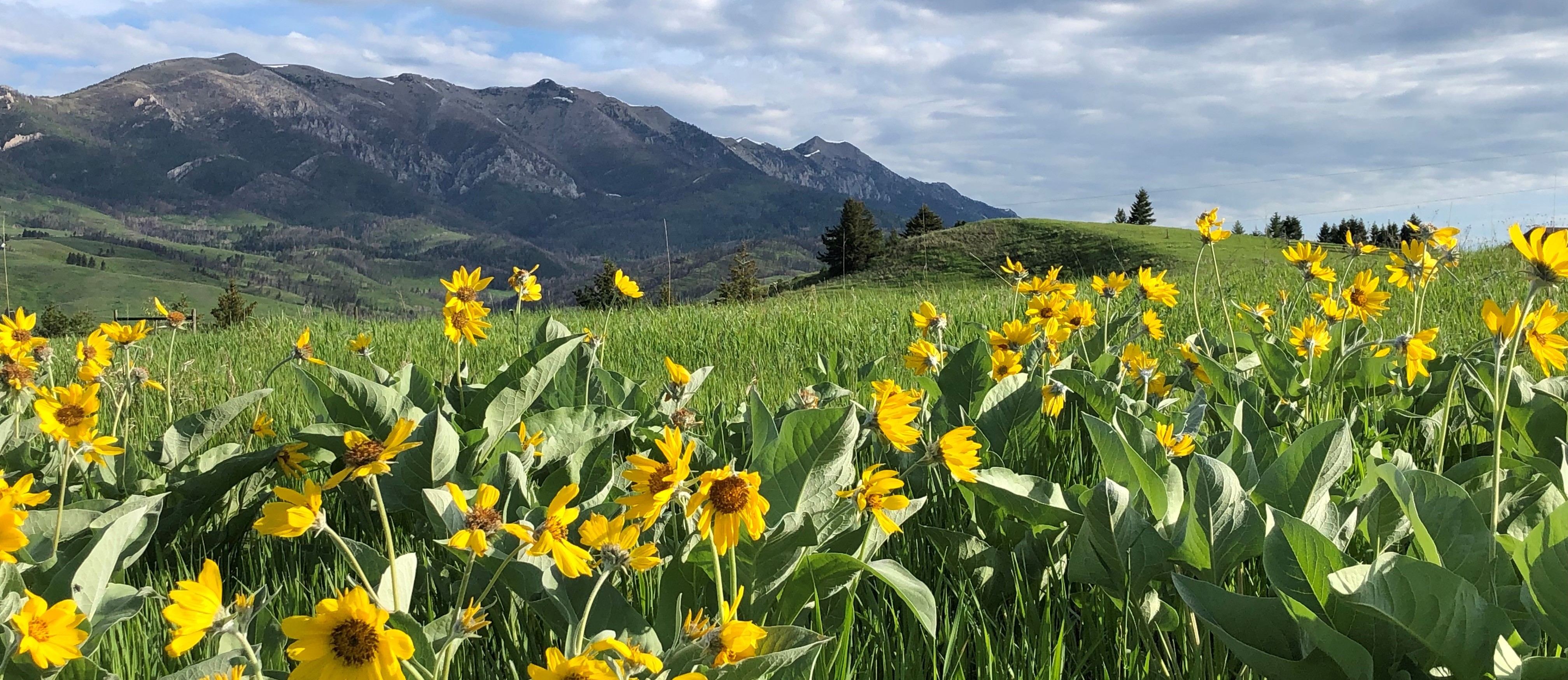 Balsam room with background mountains