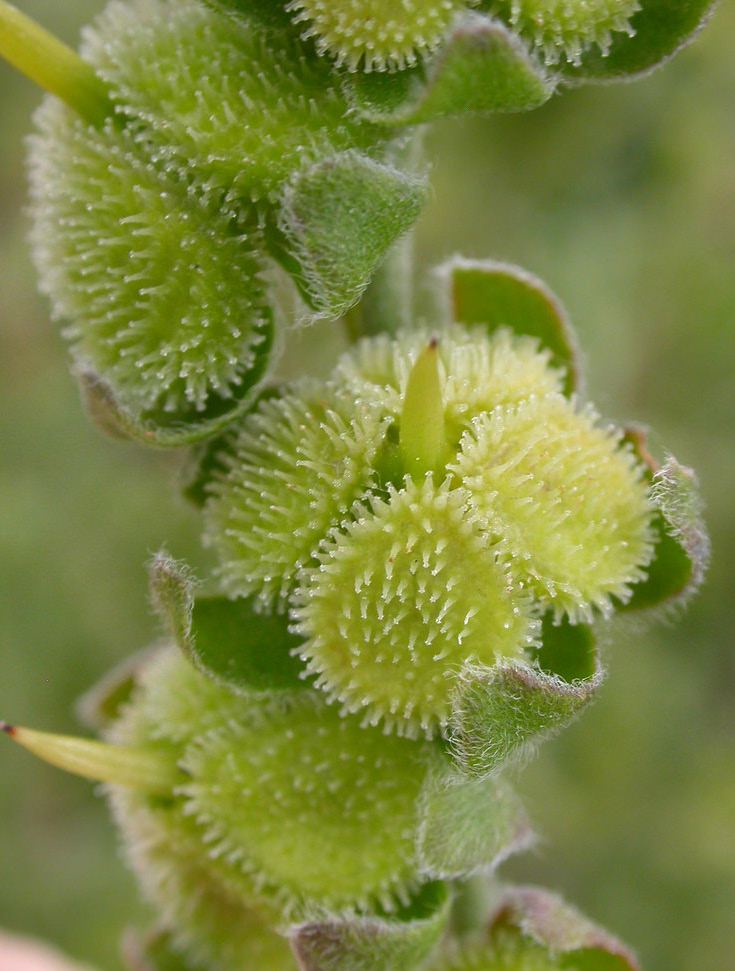 Fruits, or burs, of houndstongue. The burs have short, small hooks all over the surface and are light green in color.
