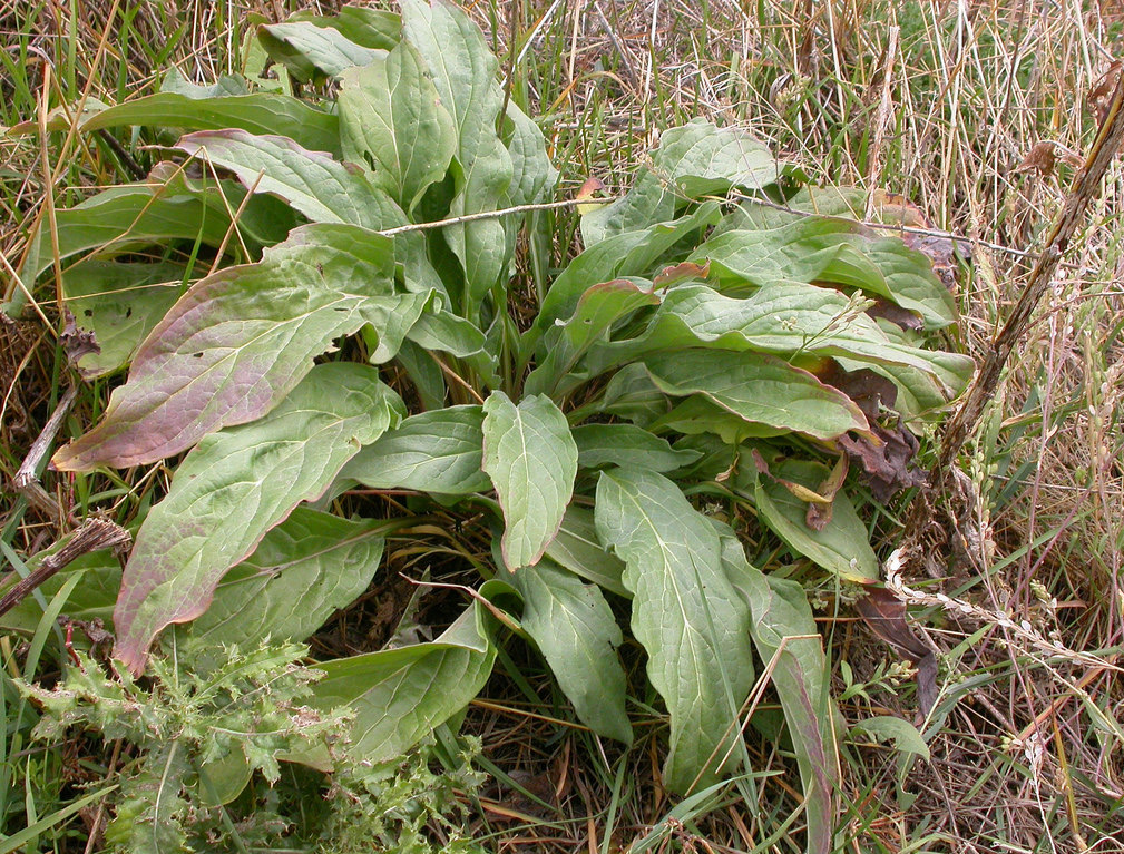 A green Houndstongue rosette with oblong leaves with prominent veins sits outside in a field.