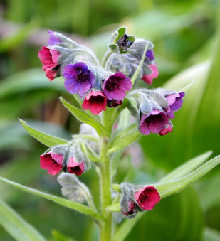 A closeup of houndstongue flowers. The flowers are dark pink and purple and resemble a bell shape.