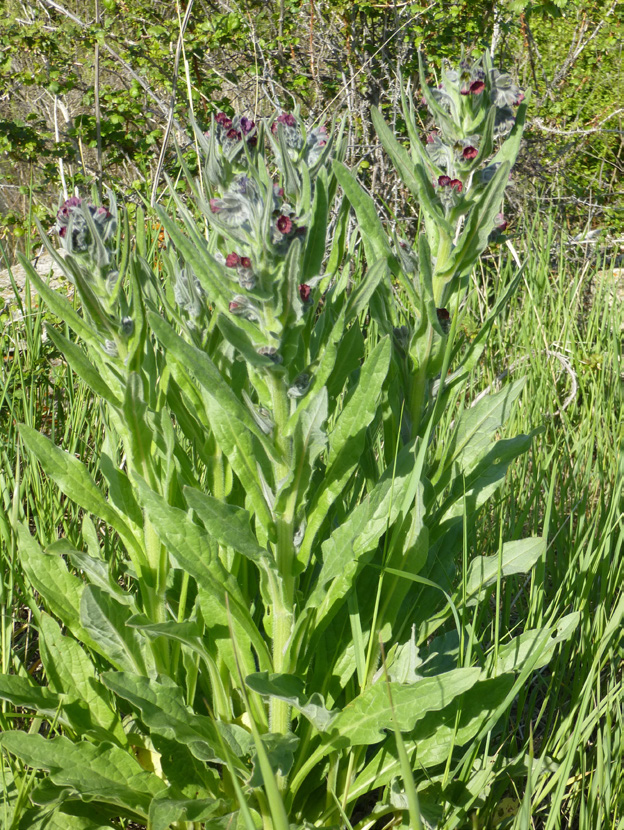 Flowering houndstongue sits in a field. The plant is a vibrant green and the flowers are small and dark pink.