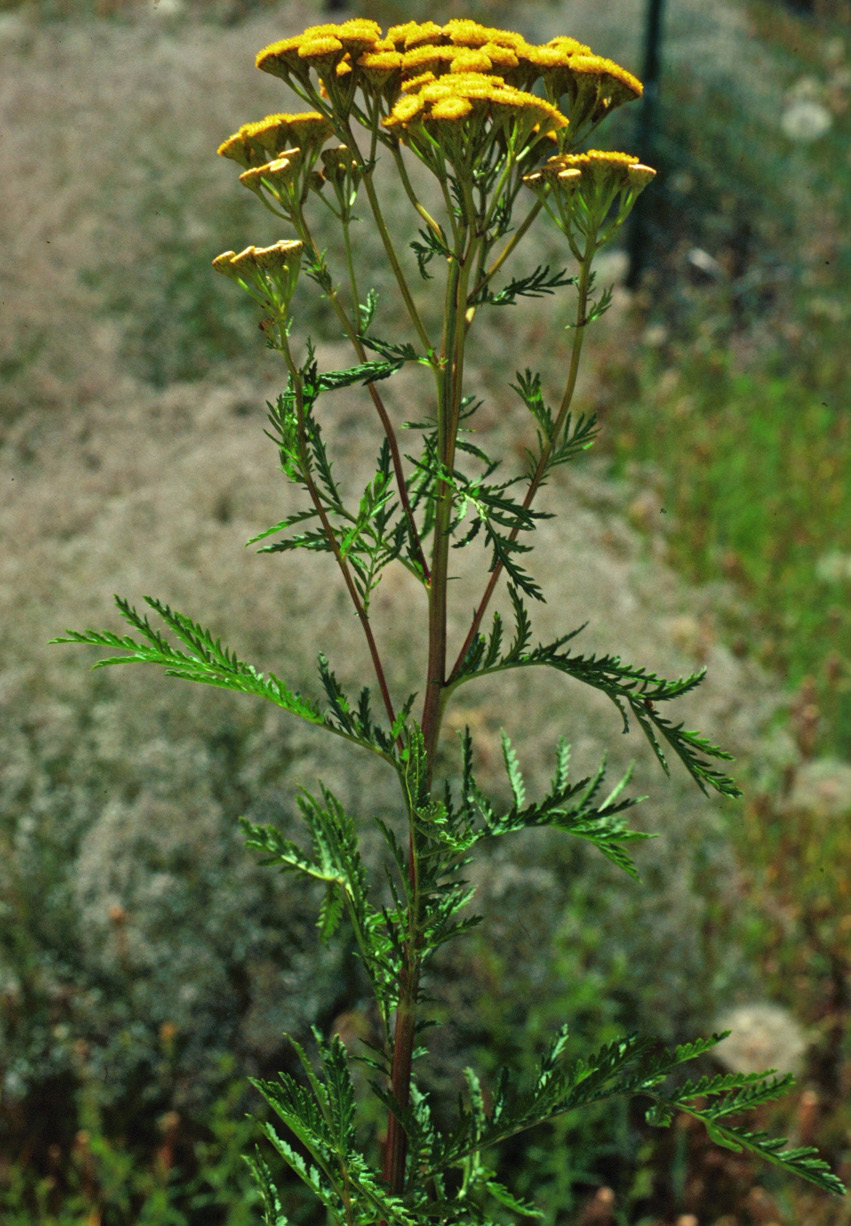 a full tansy plant with its button shaped head, fern-like leaves, and long stem