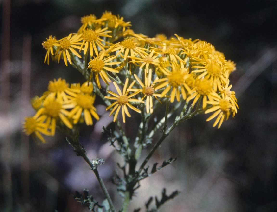 the tansy head in full bloom, the flowers have very small skinny petals