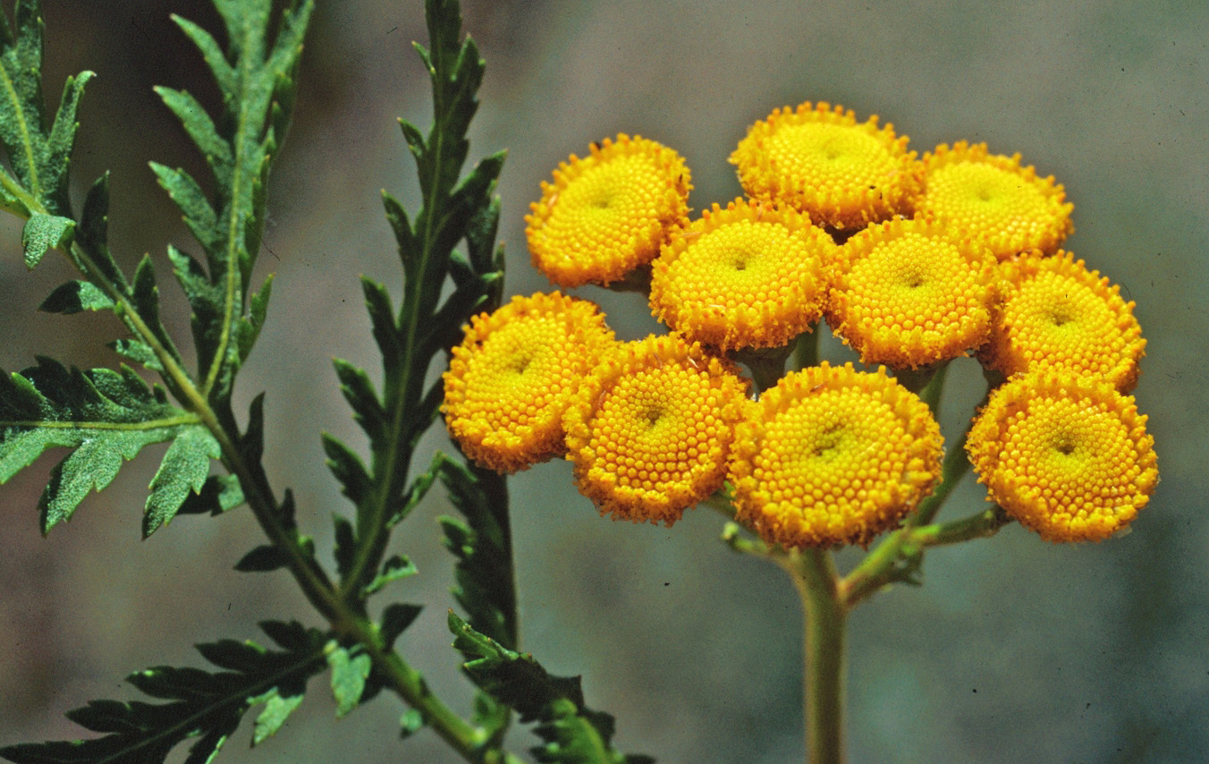 an up close picture of a tansy lead and a bundle of seed heads. The seed heads are orange with a little bit of yellow in the middle