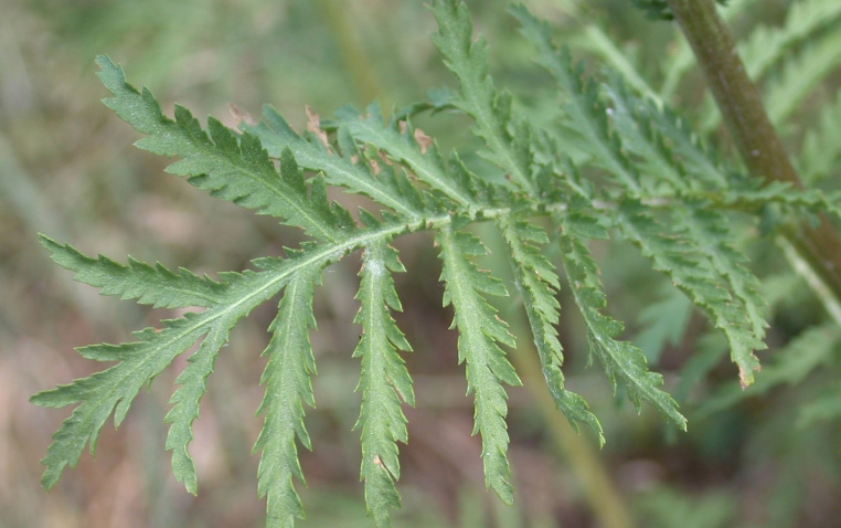 an up close image of a tansy leaf shows that it is fern like with pointy split sections