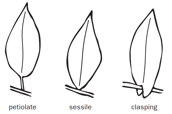 Three leaf attachments drawings sit next to one another. The left has a stalk that attaches to the stem, the middle is attached directly to the stem, and the right has parts that connect or clasp the stem.
