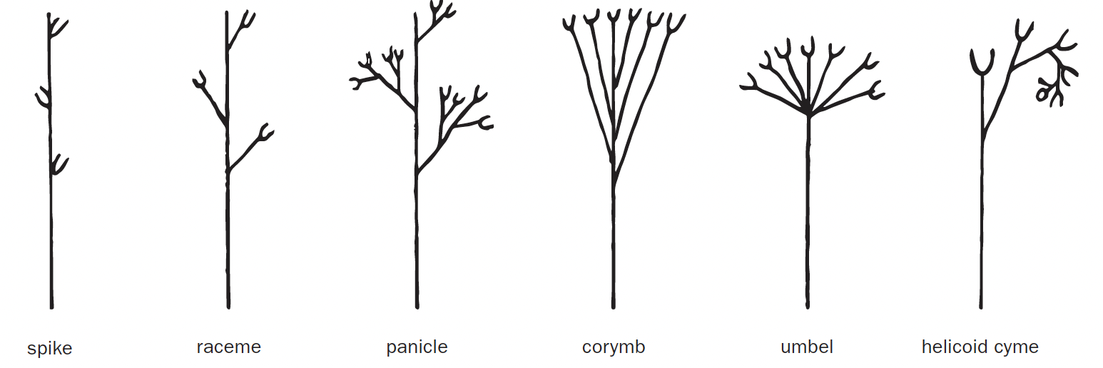 Five drawings of inflorescence types with different spike positions.