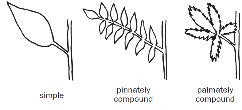 Three leaf type drawings sit next to one another. The left is a simple leaf type with one big, whole leaf sprouting from the stem.  The middle is a pinnately compound leaf type with the leaf divided into smaller leaflets, those leaflets arranged on each side of the leaf's central stalk. The right is a palmately compound leaf type with the leaflets forming from a single point of attachment.