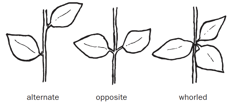 Three leaf arrangement drawings sit next to one another. The left is an alternate arrangement with one leaf higher on the stem and the other lower. The middle is an opposite arrangementwith the leaves opposite of each other on the stem. The right is a whorled arrangement with the leaves sprouting from the same location in all different directions.