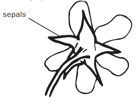 A drawing of the back of a flower, displaying the sepals, which are the outermost part of the flower.