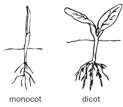 Drawings of monocot and dicot seedlings. The monocot sticks straight out of the ground with no leaves and thin roots. The dicot has two leaves that splay right and left with thick roots.