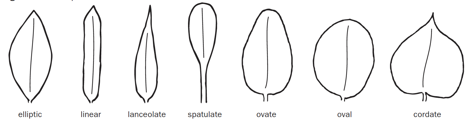 Seven leaf type drawings sit next to one another. They range from round, wide, and short to tall, skinny, and lengthy.