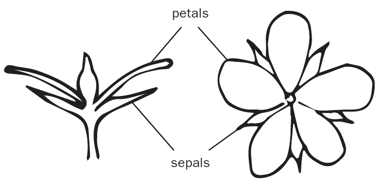 Two drawings showing the above and side views of a flower to display the sepals and petals. The sepals point out from behind the petals.