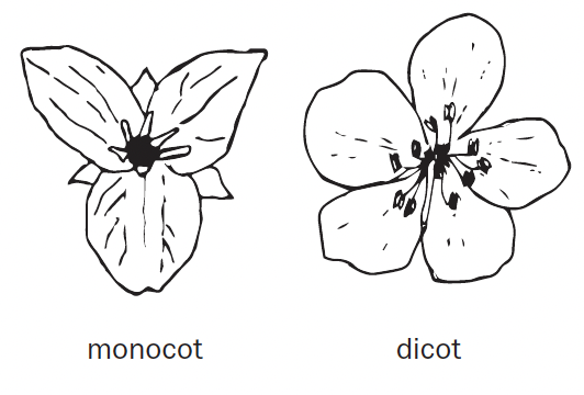 Two drawings of monocot and dicot floral parts. The monocot has three petals going in angular directions and a black center. The dicot has round petals going in a circular pattern and a center filled with stamen going in all directions.