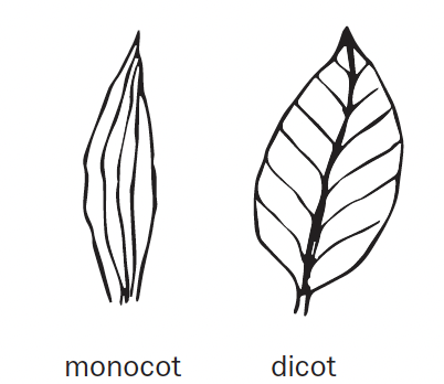 Two drawings of monocot and dicot leaf venation. The monocot is a thinner leaf with lines that draw from the top to the bottom of the leaf. The dicot is a rounder leaf with one thick line through the center, and shorter lines that go left and right from the center line.