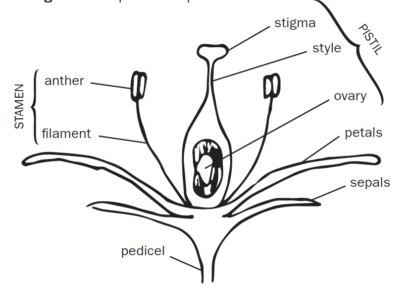 A drawing of a side view of a flower to show the different reproductive parts of a flower.