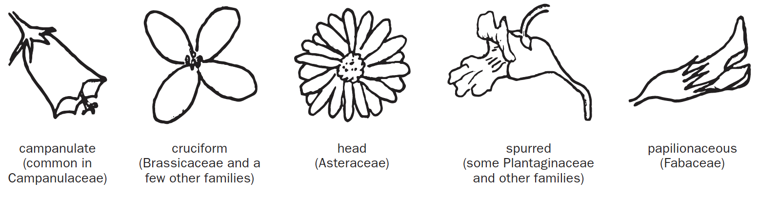Five drawings of flower shapes ranging from circular to bell shaped.