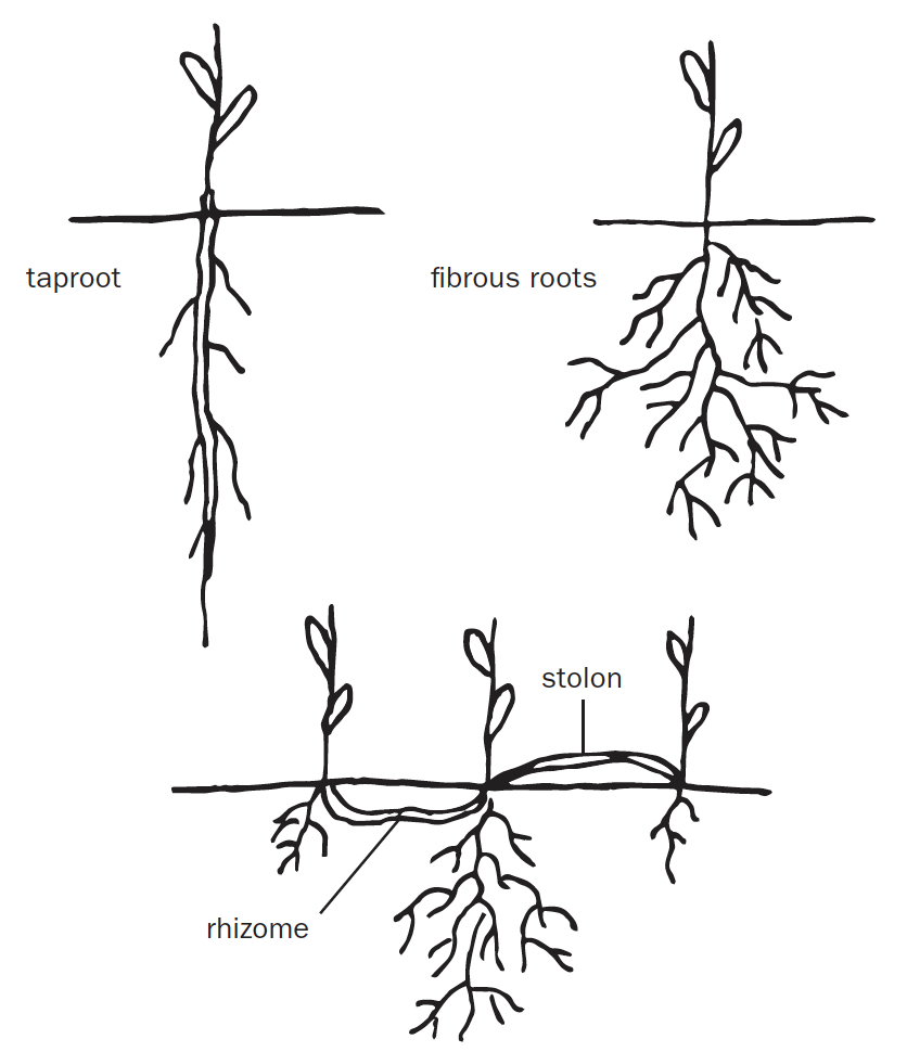 Three drawings of root systems. The taproot goes directly down, the fibroud root spreads in all directions, the rhizome is horizonal below ground, and the stolon is horizontal above ground.
