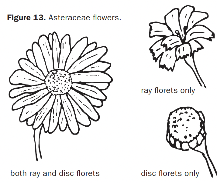 A drawing of a side view of a flower to show the different Asteraceae flowers with different types of florets. 