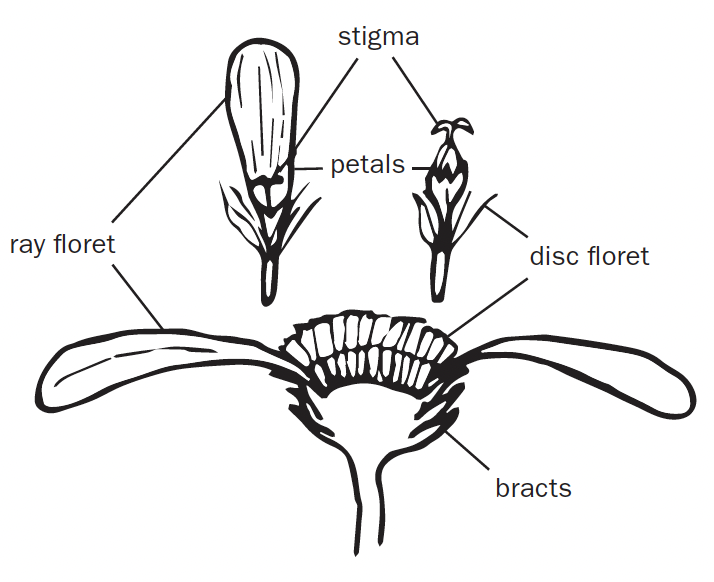 A drawing of a side view of a flower to show the different florets of a flower. The ray floret is on the outside and the disc floret is on the inside of the flower.