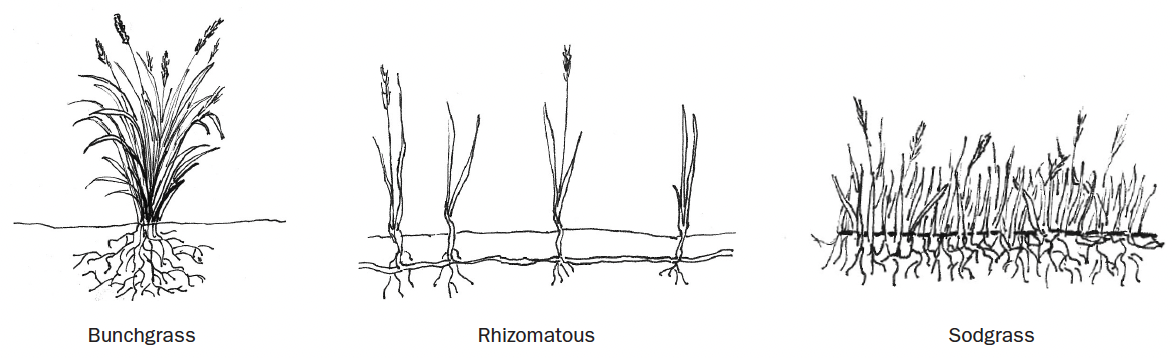 Three black and white drawn grass appearance diagrams sit next to each other. On the left is bunch grass, in the middle is rhizomatous, and the right is sodgrass.