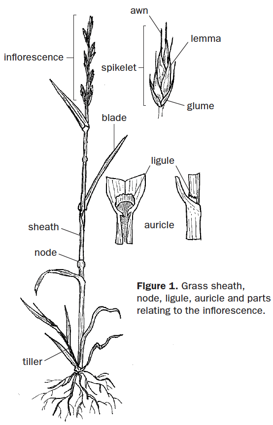 A black and white drawn diagram of a grass plant, parts of the plant ranging from the roots to the awn at the top.