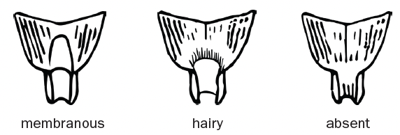 Three black and white drawn diagrams of ligules sit next to each other. The left is a membranous ligule, the middle is a hairy ligule, and the right is an absent ligule.