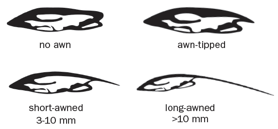 Four black and white drawn diagrams of seeds with/without awns sit next to each other. The top left has no awn, the top right is awn-tipped, the bottom left is a short-awned 3-10mm, and the bottom right is long awned >10mm.