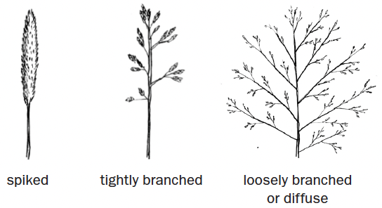 Three black and white drawn diagrams of seed head shapes. On the left is a spiked head, in the middle is a tightly branched head, and the right is a loosly branched or diffused head.