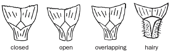 Four black and white drawn diagrams of sheaths sit next to each other. The far left is a closed sheath, the next is an open sheath, the next is an overlapping sheath, and the far right is a hairy sheath.